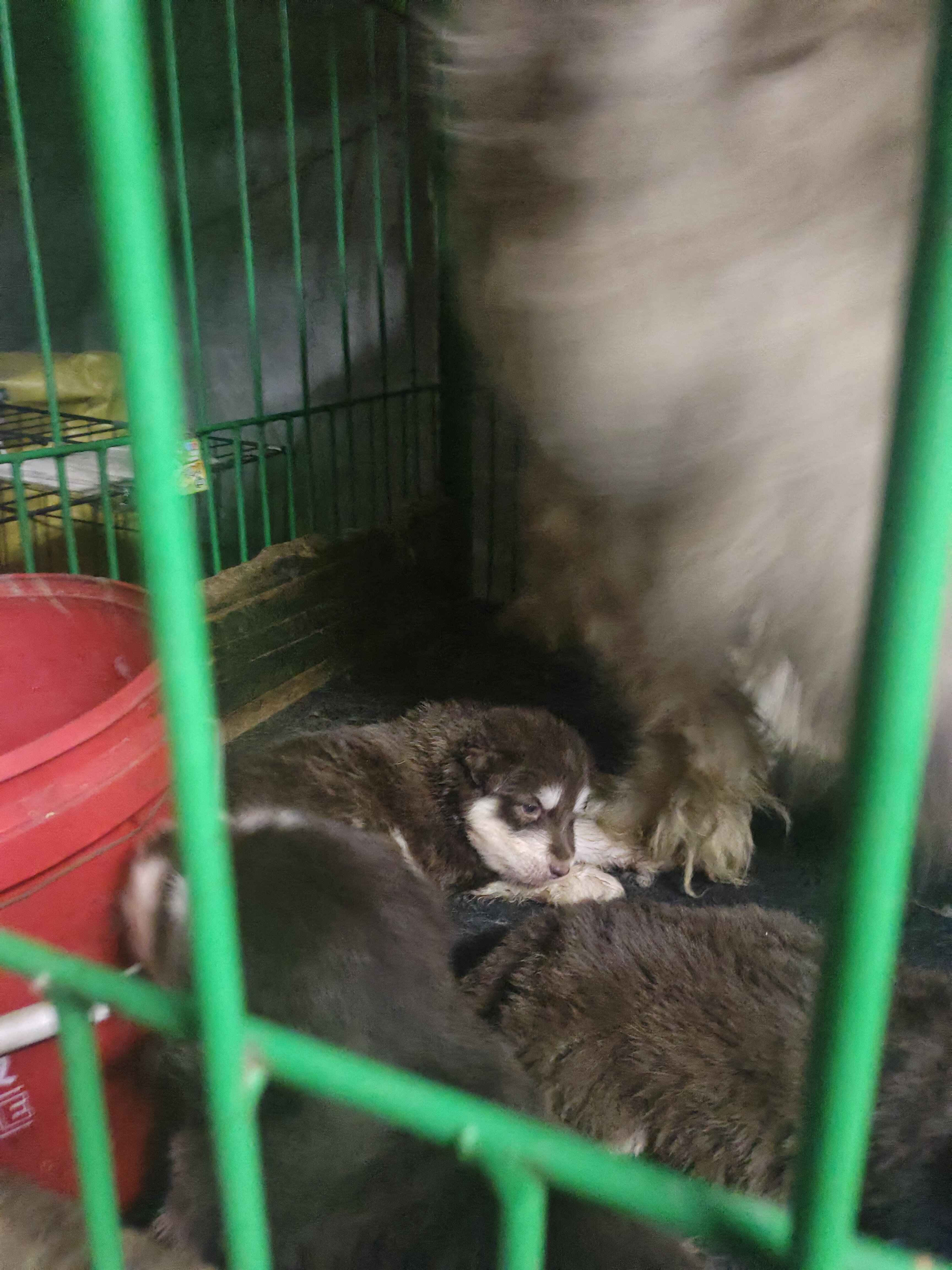 熊版红十字阿拉斯加幼犬泰坦血